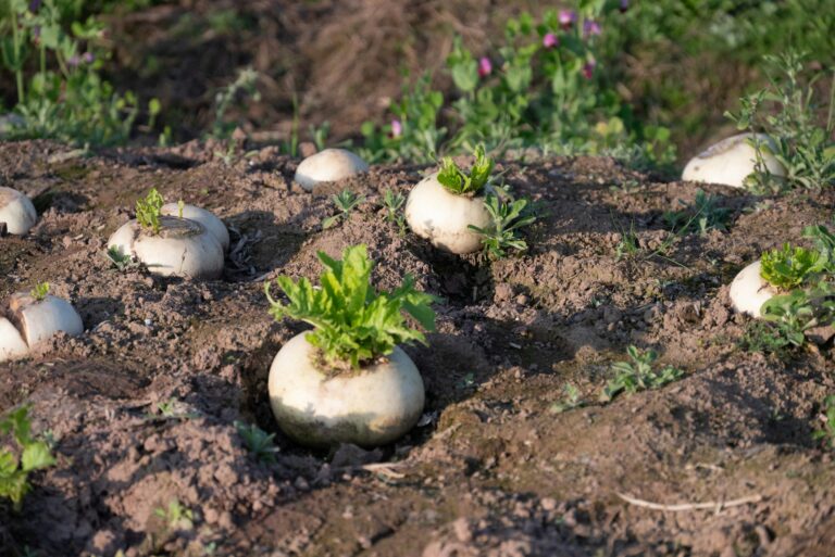 Breaking Ground: How Daikon Radishes Taught Me to Heal Clay Soil