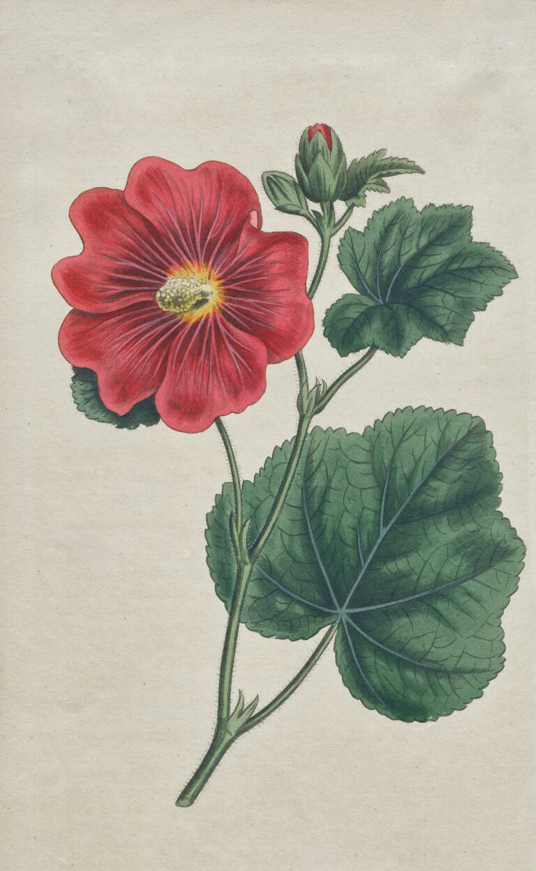 The 4,000 Year History of Marshmallow: Althaea officinalis