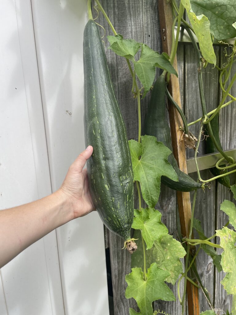 How to Grow Your Own Luffas for Eating and Washing