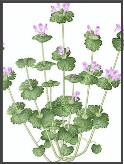 Don’t Waste Your Weeds: Henbit (Lamium amplexicaule)