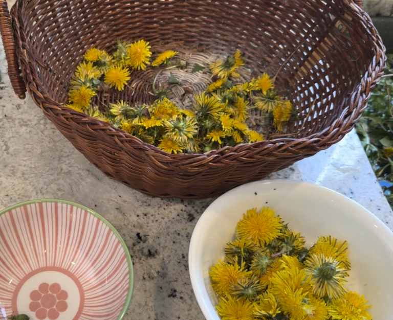 How to Use Dandelions (Root, Leaf, Flower & More)