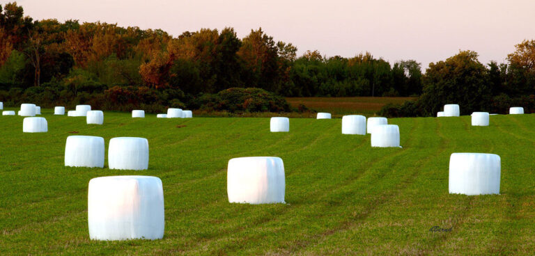 How to Grow and Use Marshmallow (Althaea officinalis)
