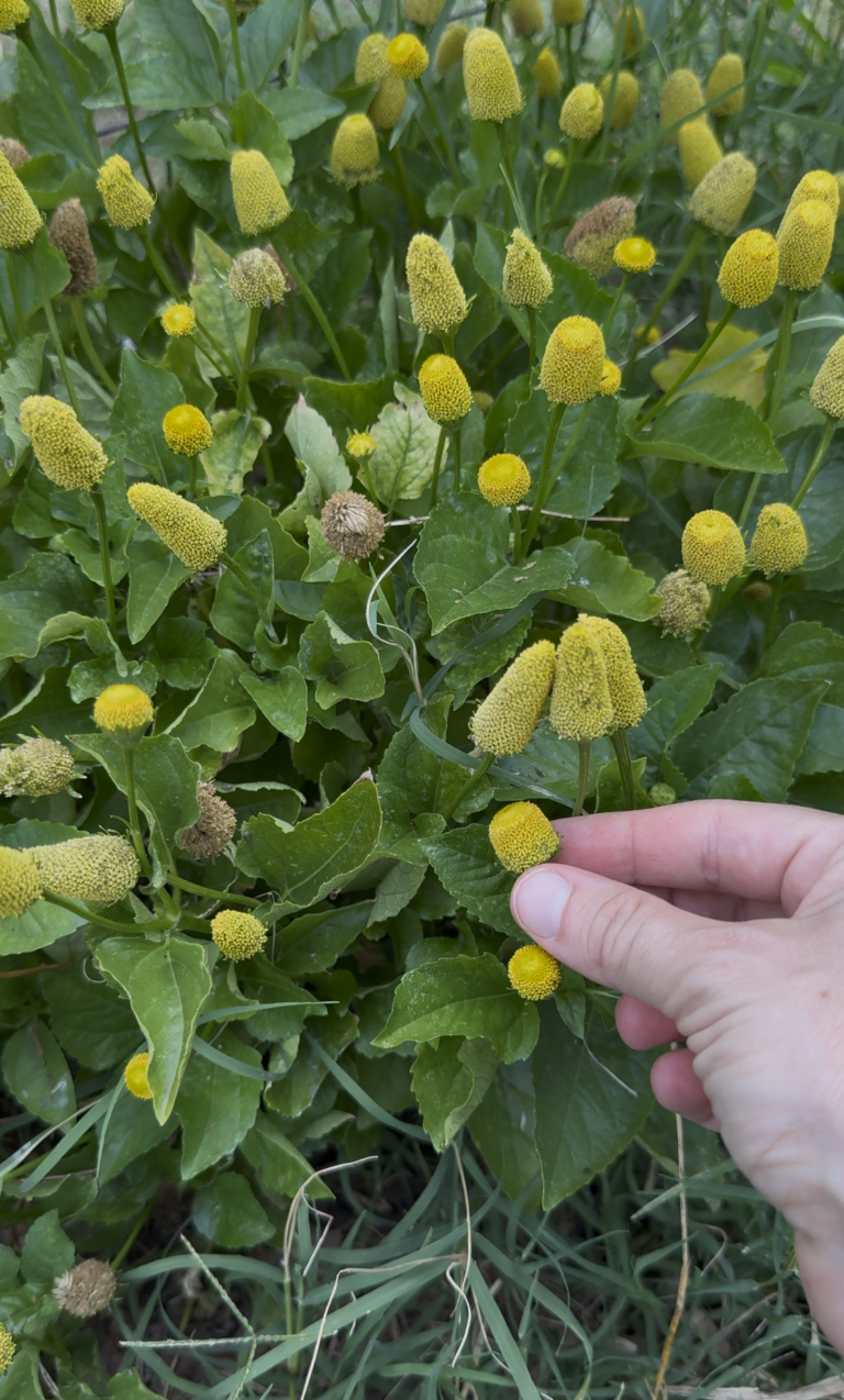 Toothache Plant (Where to Get it and How to Use it)