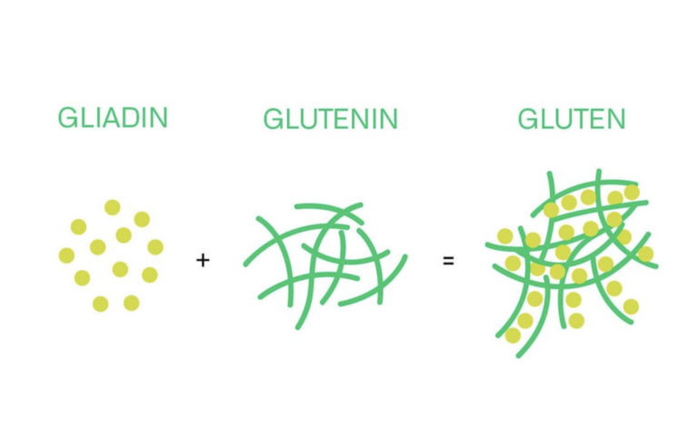 How Does Bread Rise? Understanding Gluten.